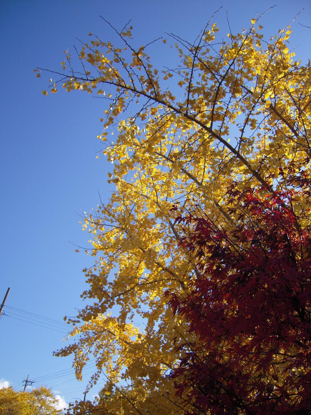 祖父江銀杏 026.jpg